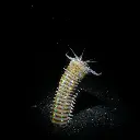 DiveVolk Snoot 
